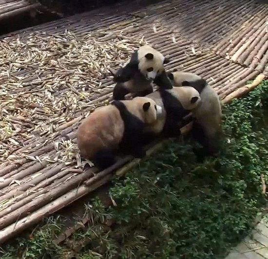 По сообщению The Daily Mail от 16 февраля, зарубежные СМИ опубликовали двухминутное видео, на котором была заснята сцена массовой драки между пандами в государственном природном заповеднике «Волун», пров. Сычуань. 