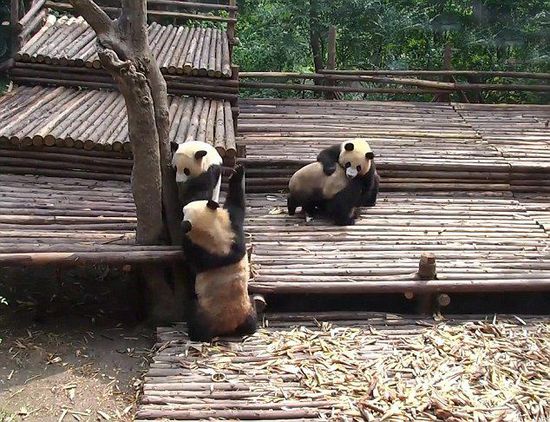 По словам смотрителя, большие панды очень дружелюбные животные, поэтому подобные массовые драки для них – настоящая редкость.