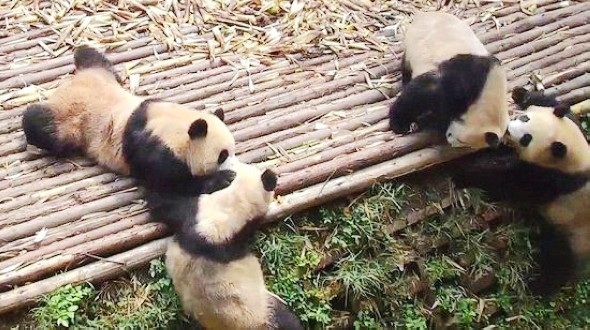 Редкие кадры: массовая драка между пандами