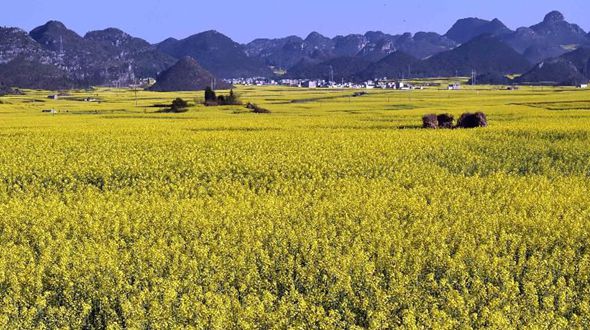 Красивый Китай: цветущие рапсовые поля встречают туристов