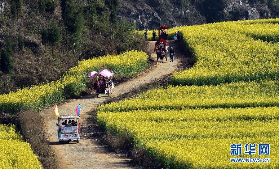Красивый Китай: цветущие рапсовые поля встречают туристов