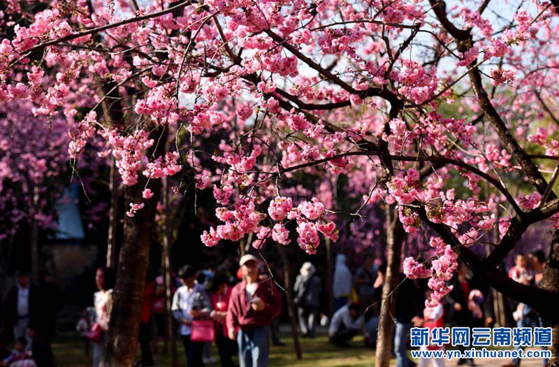 В Куньмине цветет вишня