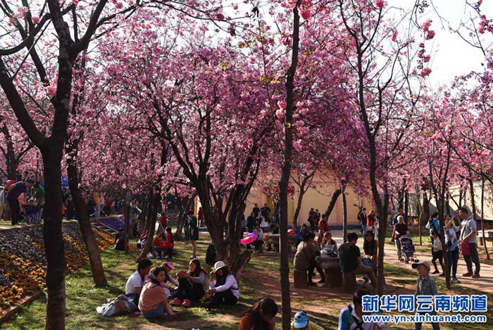 В Куньмине цветет вишня