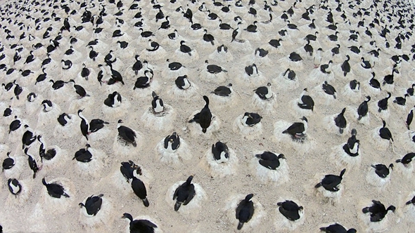 На пляжах Аргентины гнездятся тысячи бакланов