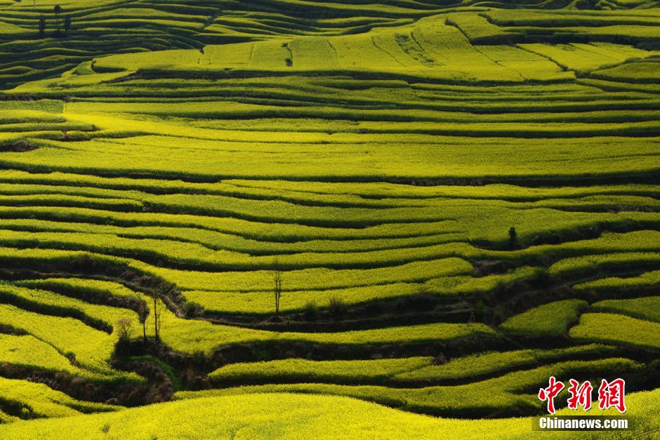 Красивые полевые пейзажи уезда Лопин провинции Юньнань