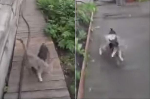Российская миниатюрная собачка «подвозит» на себе кота 