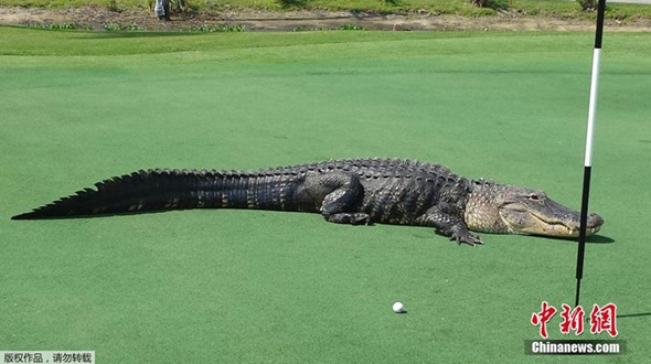 В Америке на площадке для гольфа появился гигантский четырехметровый крокодил