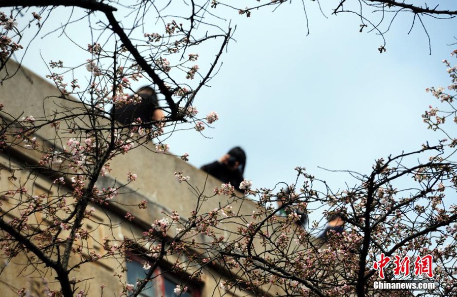 На территории Уханьского университета начала цвести сакура, привлекая множество туристов