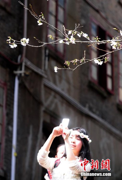 На территории Уханьского университета начала цвести сакура, привлекая множество туристов