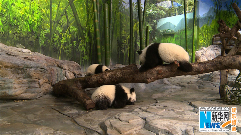 Как сообщается, панды-тройняшки – Мэнмэн, Шуайшуай и Куку – стали примером редкого случая выживания тройни детенышей большой панды. Они родились в июле 2014 года, сейчас им немного больше полугода. 