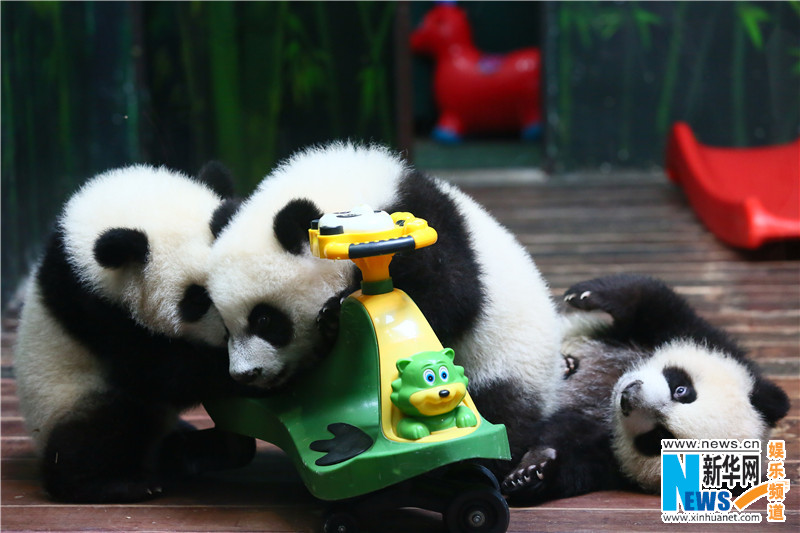 Как сообщается, панды-тройняшки – Мэнмэн, Шуайшуай и Куку – стали примером редкого случая выживания тройни детенышей большой панды. Они родились в июле 2014 года, сейчас им немного больше полугода. 