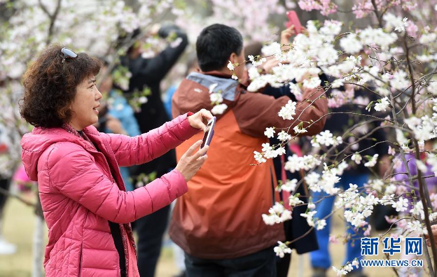 В Пекинском парке Юйюаньтань открылся 27-й фестиваль сакуры
