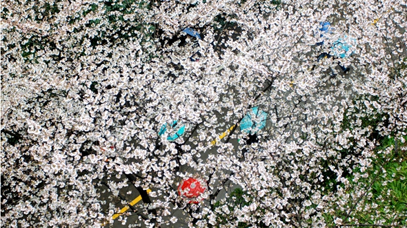 Прекрасный Китай: цветение сакуры