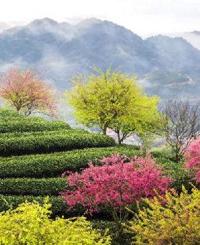 Красивые весенние пейзажи чайных плантаций