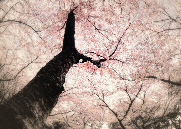 Самые красивые деревья сакуры