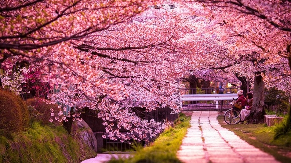 Самые красивые деревья сакуры