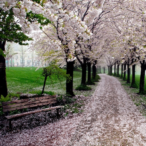 Самые красивые деревья сакуры