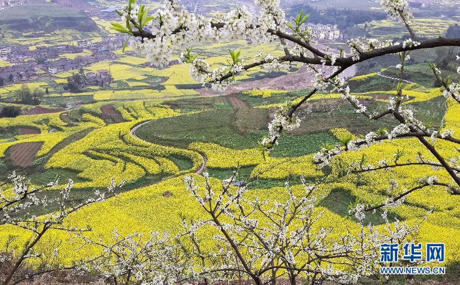 Цветение рапса в уезде Инцзин, пров. Сычуань