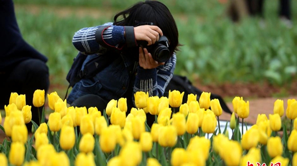 В ботаническом саду провинции Хуанань цветут более 600 тыс. редких видов тюльпанов