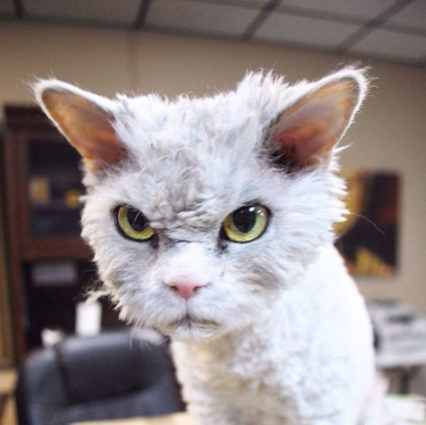 Японский «злой» кот стал новой звездой Интернета
