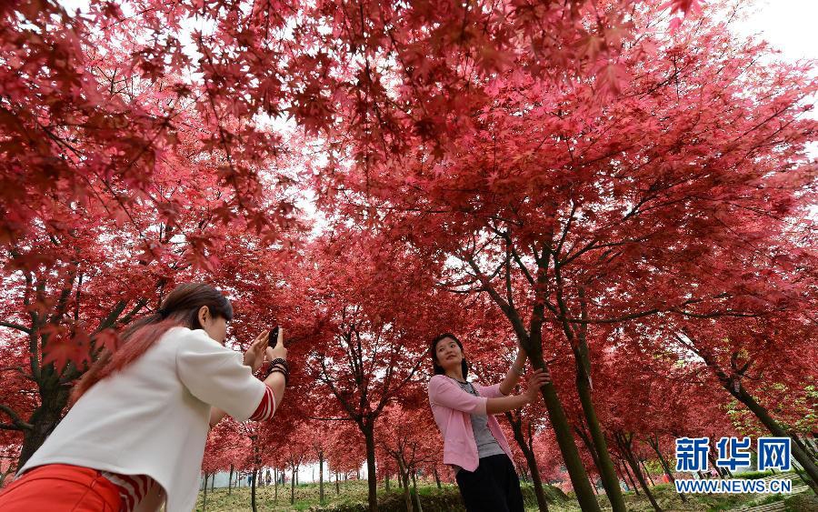 Очаровательные красные листья в городе Чунцин 