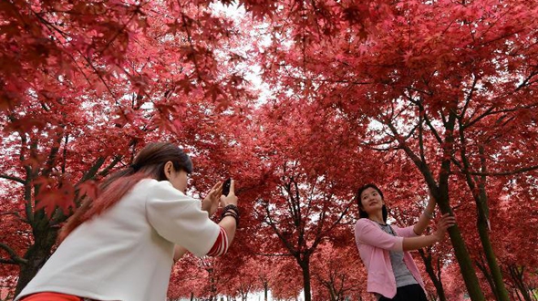 Очаровательные красные листья в городе Чунцин