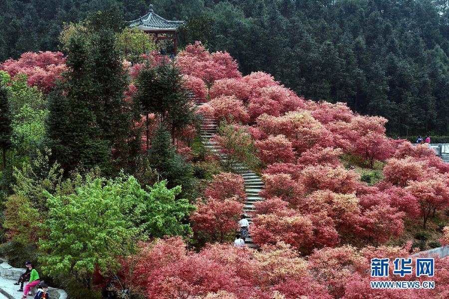 Очаровательные красные листья в городе Чунцин 