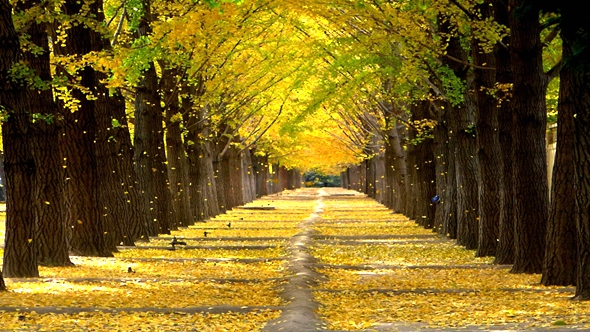 Самый красивый осенний пейзаж в Пекине: аллея гинкго в Дяоюйтай