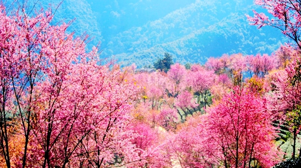 Зимнее цветение сакуры на горе Уляншань в г. Дали, пров. Юньнань