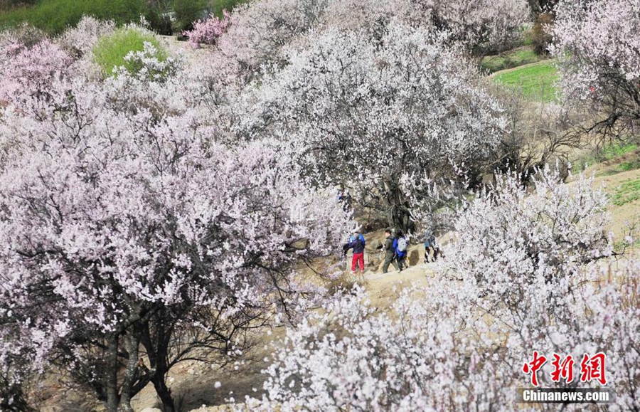 В тибетском районе Линьчжи расцветают персиковые деревья, привлекая множество туристов