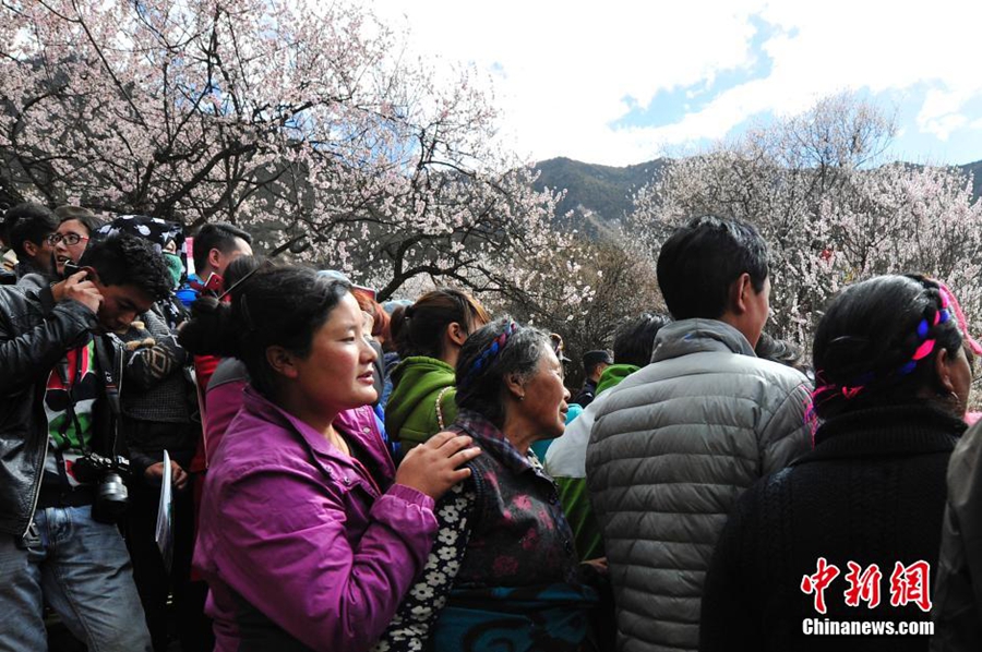 В тибетском районе Линьчжи расцветают персиковые деревья, привлекая множество туристов