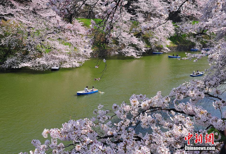 В Токио наступил сезон цветения сакуры, полюбоваться на которую приходят толпы местных жителей
