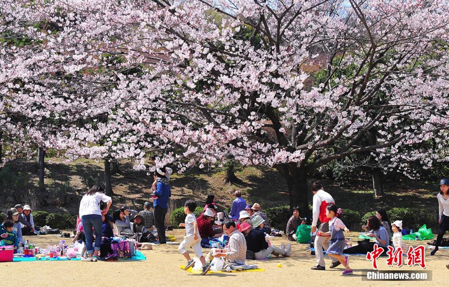 В Токио наступил сезон цветения сакуры, полюбоваться на которую приходят толпы местных жителей 