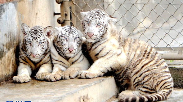 Тройне белых тигров из Сианя исполнилось 100 дней