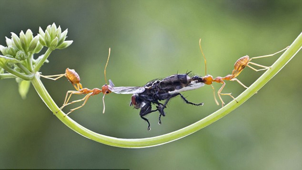 Голодные индийские муравьи