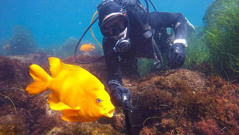 Селфи американских женщин-водолазов с морскими животными