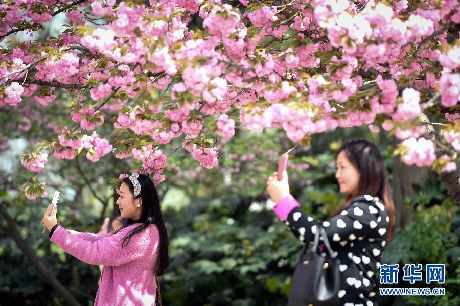 Цветущая сакура на кампусах китайских университетов 