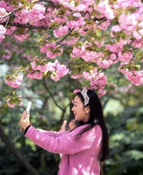 Цветущая сакура на кампусах китайских университетов
