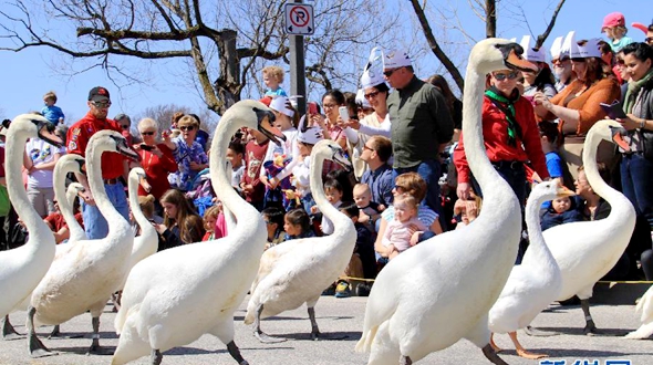 В Канаде встретили весну «парадом лебедей»