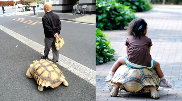 «Живая версия бессмертной черепахи» на улицах Японии