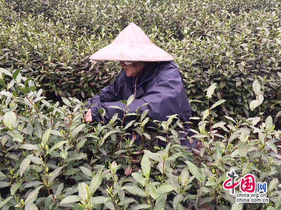 Изготовление нового чая вручную, г. Ханчжоу