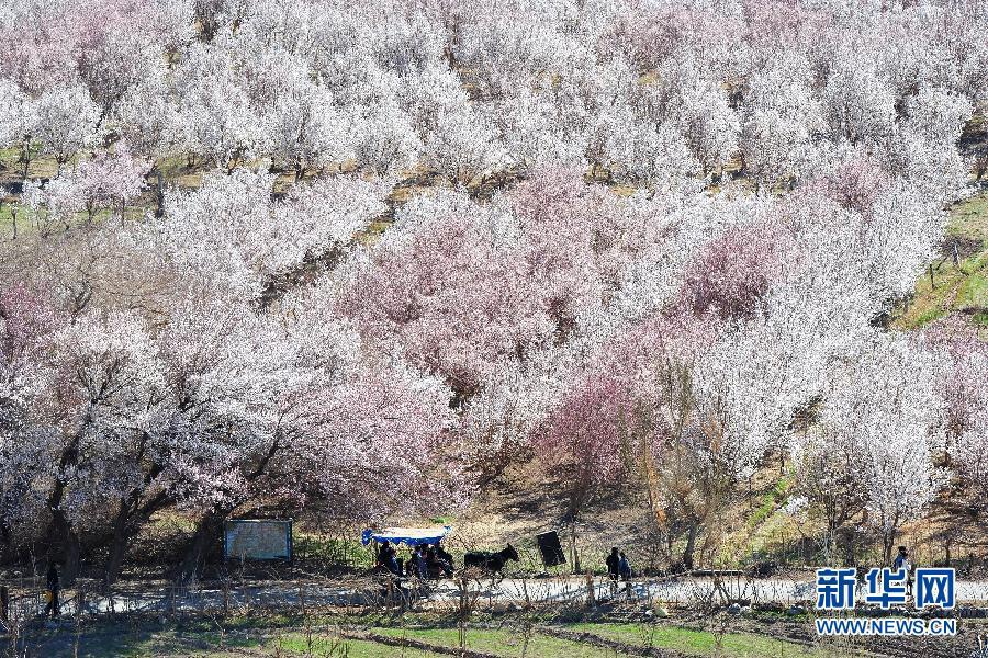 Очаровательные цветы абрикоса в г. Хами, Синьцзян-Уйгурский автономный район