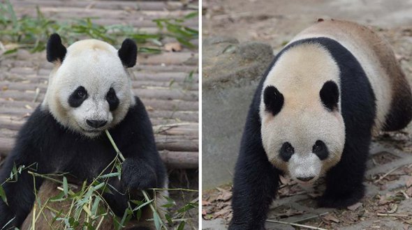 В Аомэнь 30 апреля прибудет новая пара больших панд, подаренная центральным правительством Китая