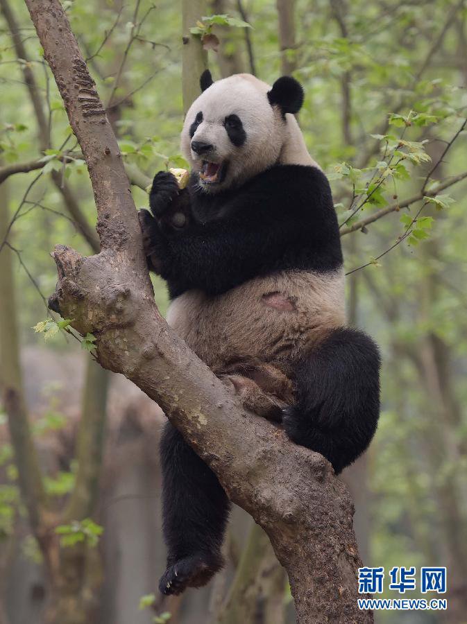В Аомэнь 30 апреля прибудет новая пара больших панд, подаренная центральным правительством Китая