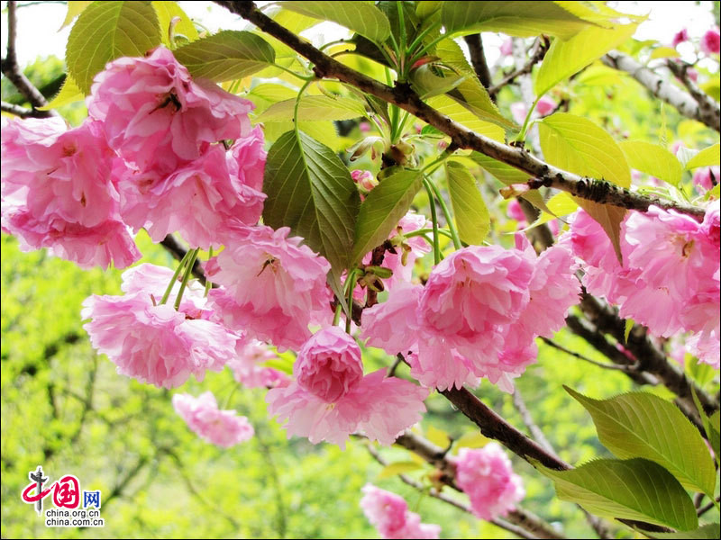 Красивые цветы в туристическом районе Хуаншань