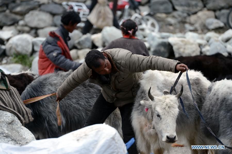 Количество пострадавших и терпящих бедствие после землетрясения в Тибете значительно возросло