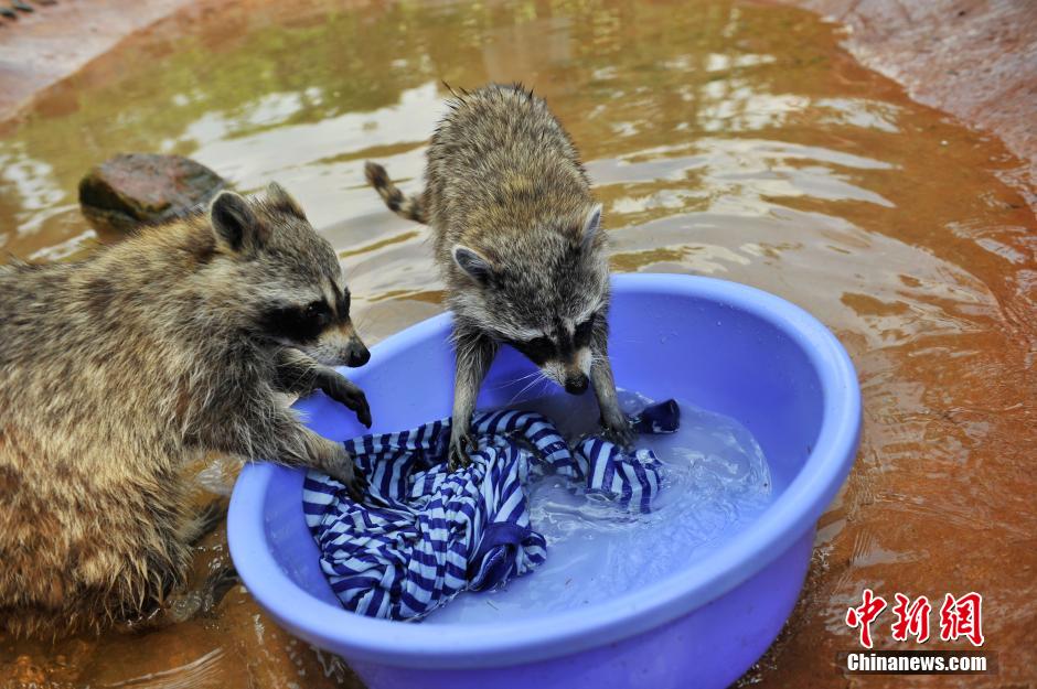 Зоопарк назвал енотов «ударниками труда»