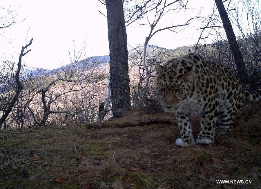 На северо-востоке Китая инфракрасные камеры запечатлели дальневосточного леопарда