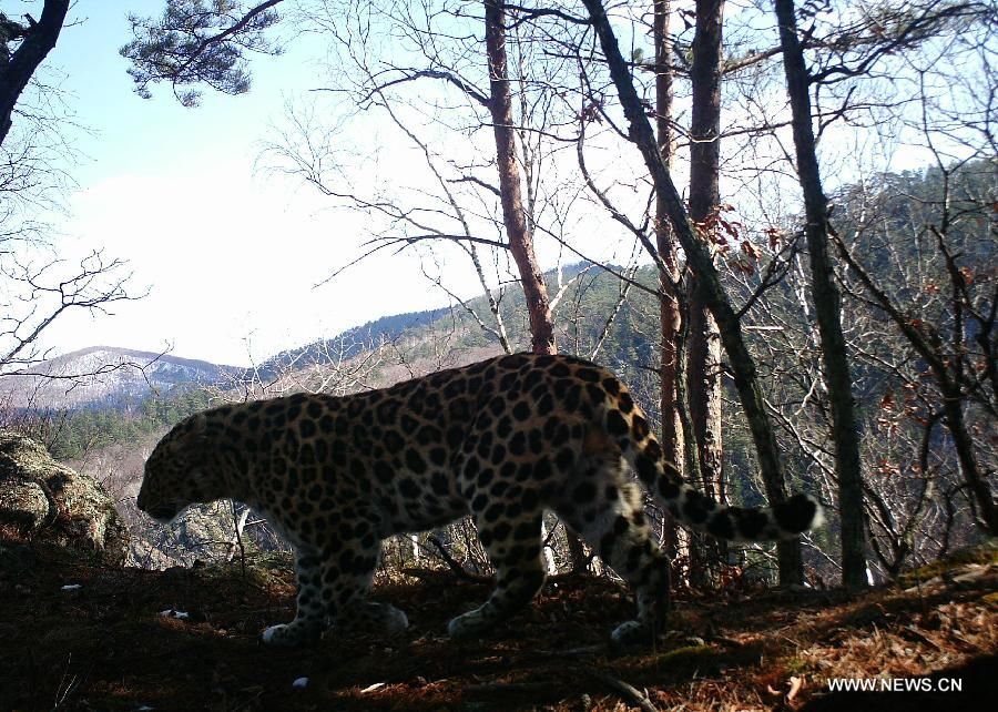 На северо-востоке Китая инфракрасные камеры запечатлели дальневосточного леопарда