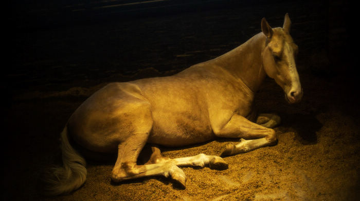 Легенда о ахалтекинской лошади